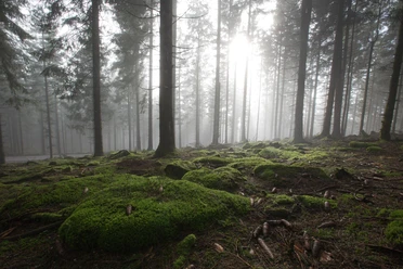 Moos im Nationalpark Schwarzwald