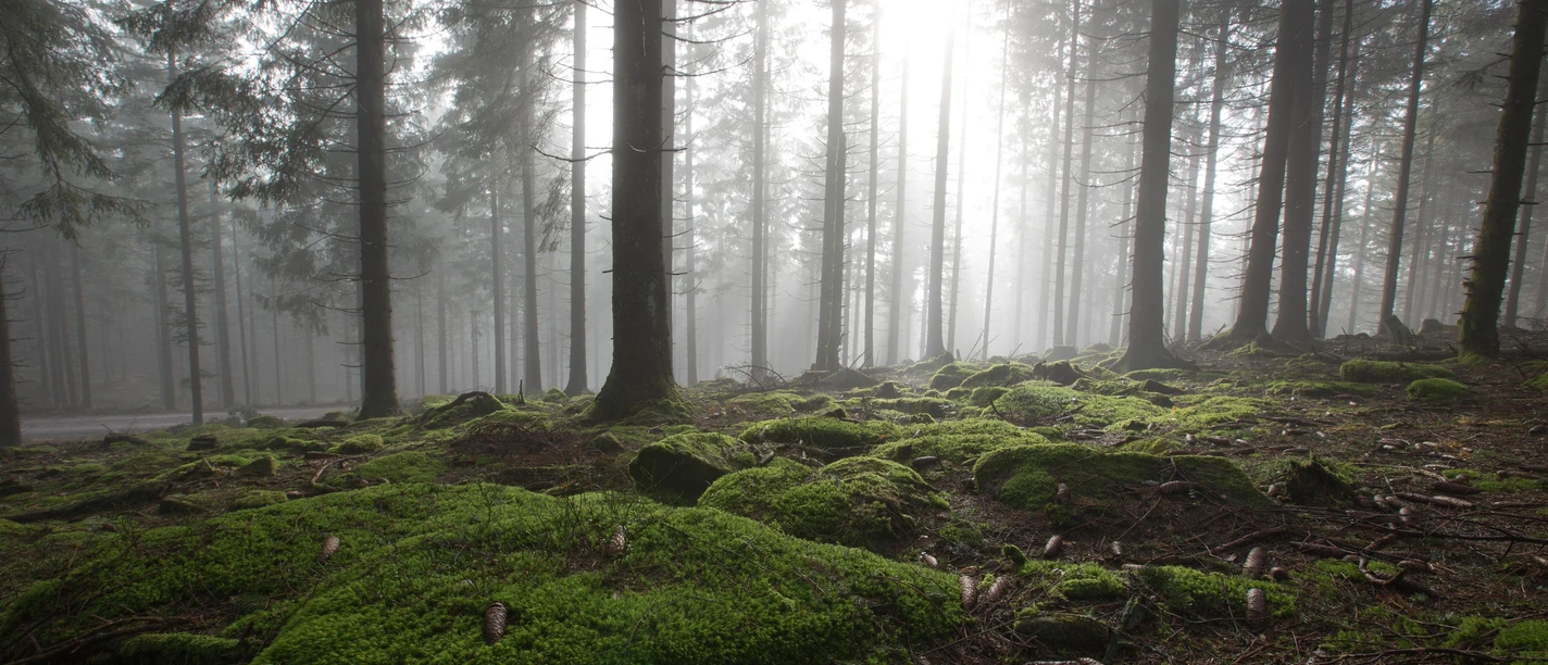 Moos im Nationalpark Schwarzwald