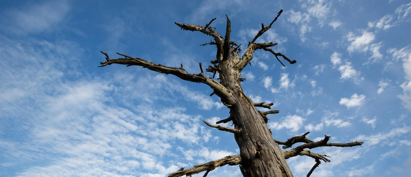 Alter Baum im Nationalpark Schwarzwald