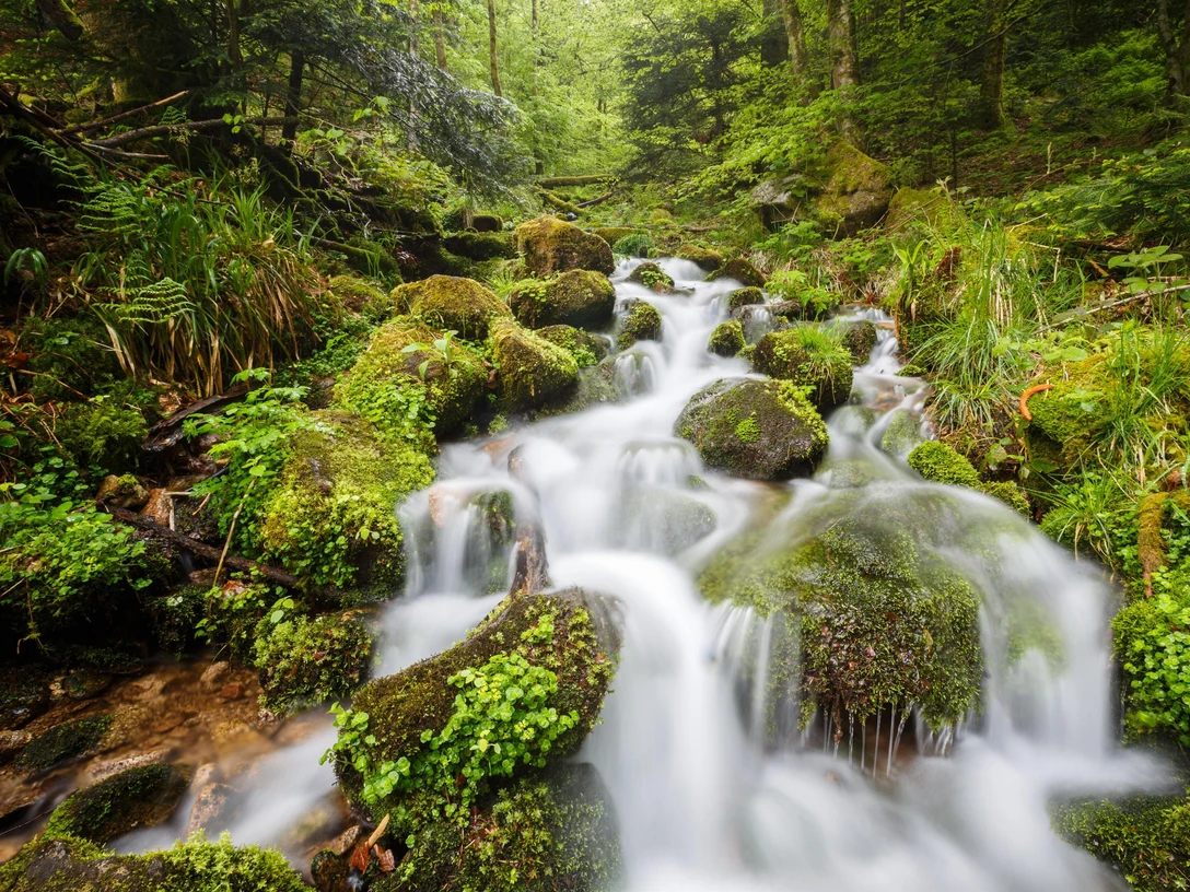 Bach im Nationalpark Schwarzwald
