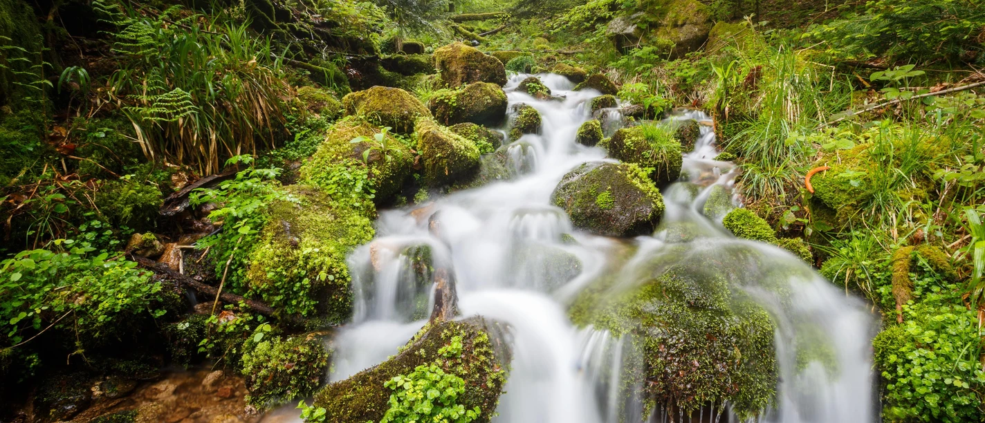 Bach im Nationalpark Schwarzwald