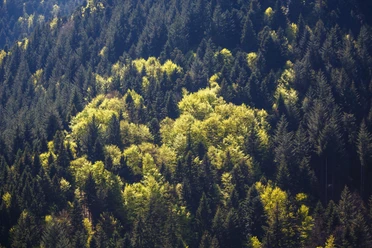 Nationalpark Schwarzwald