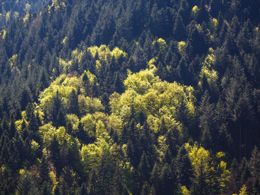 Nationalpark Schwarzwald