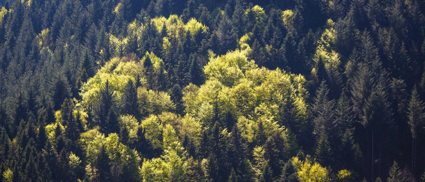 Nationalpark Schwarzwald
