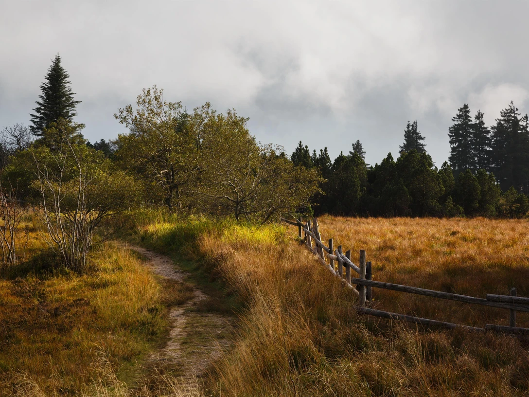Grindefläche im Nationalpark Schwarzwald