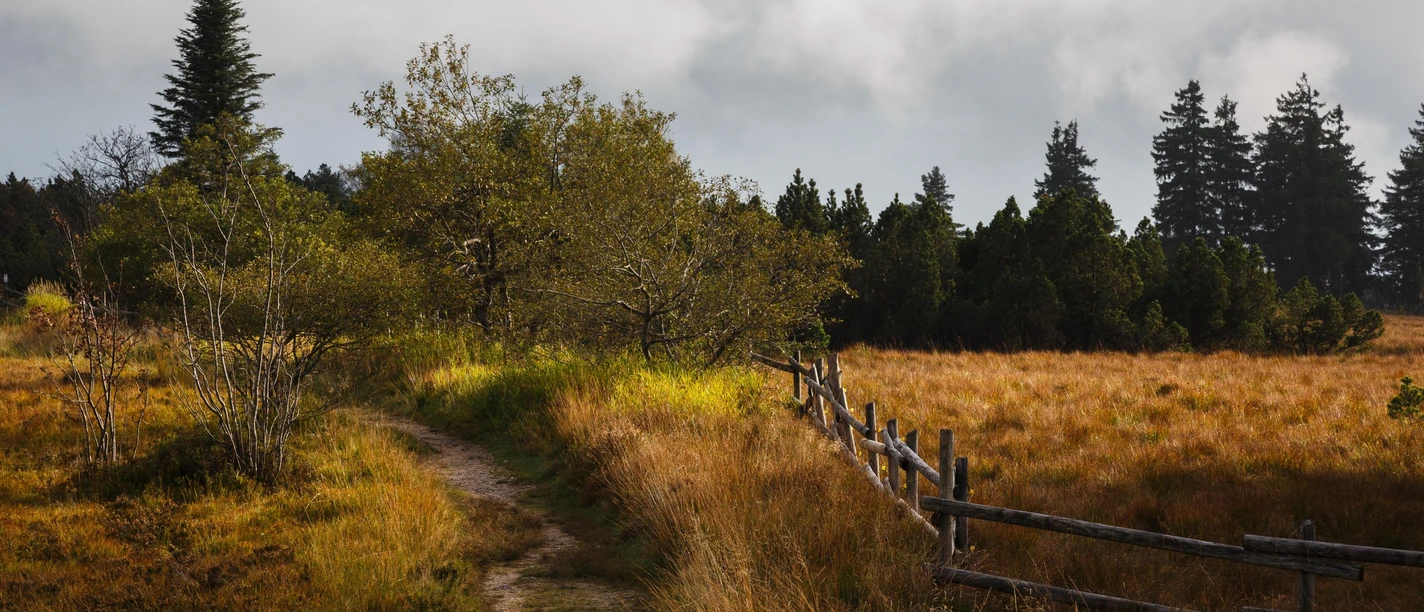 Grindefläche im Nationalpark Schwarzwald