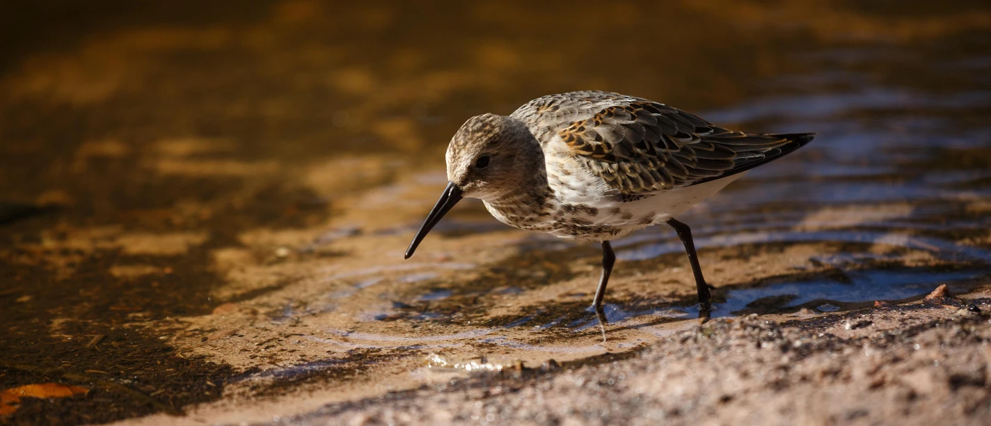 Vogel im Nationalpark Schwarzwald