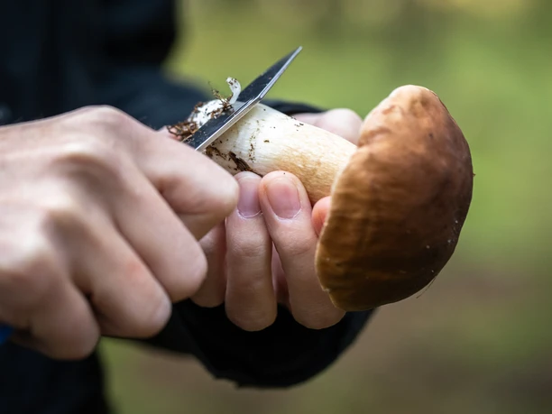 Eversen_Pilze_Fuehrung_Gaby_Link_ccbysa_tl_20241017-51.jpg
