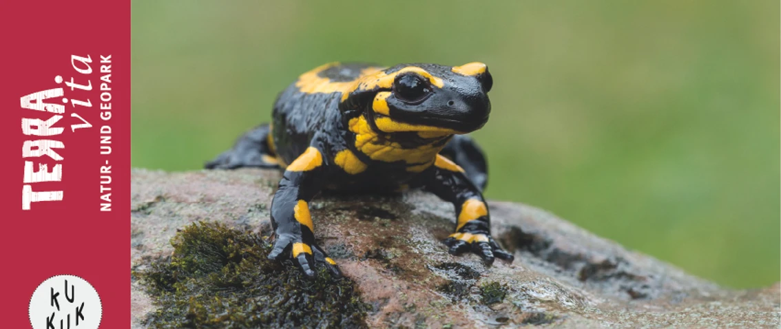 Feuersalamander-Im Reich des Feuersalamanders