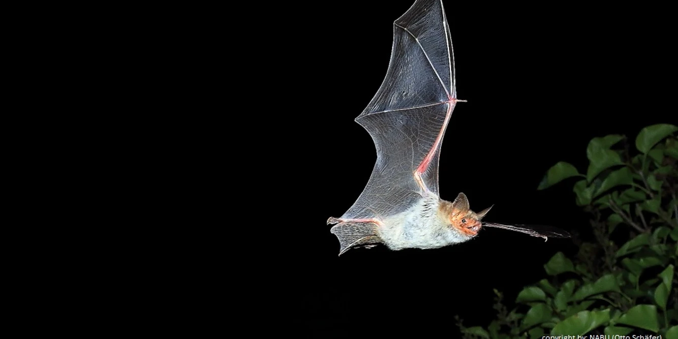 2026_05 beide Termine Nachtwanderung _ NABU Otto Schäfer.JPG