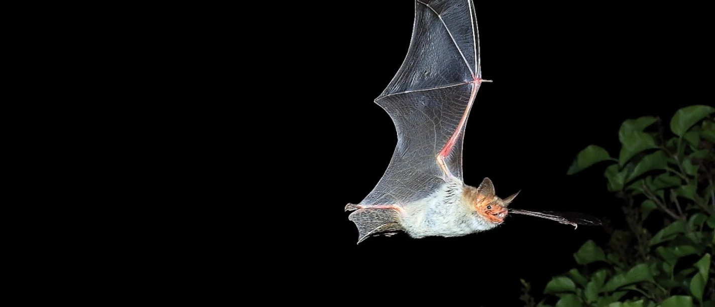 2026_05 beide Termine Nachtwanderung _ NABU Otto Schäfer.JPG