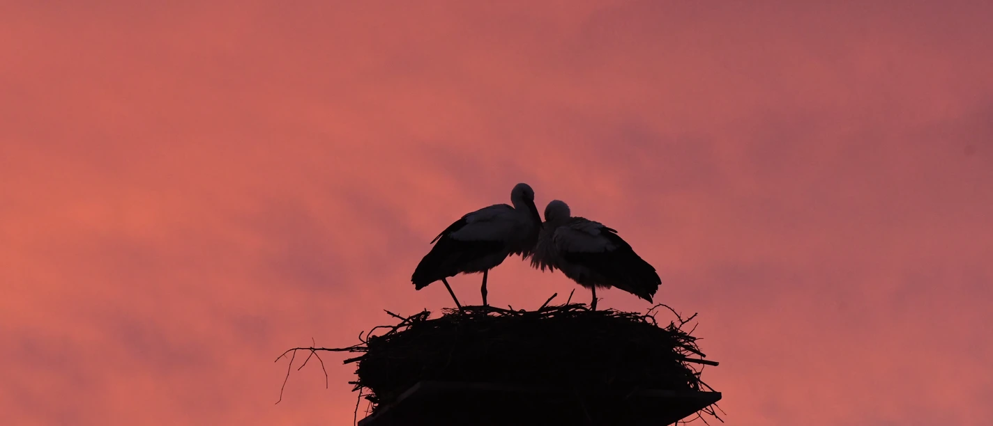 2026_05 beide Termine Storchenführung _ Miriam Maue.JPG