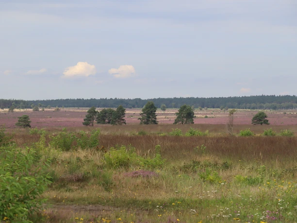 Heidelandschaft auf Munster- Süd, ©EWLH.JPG
