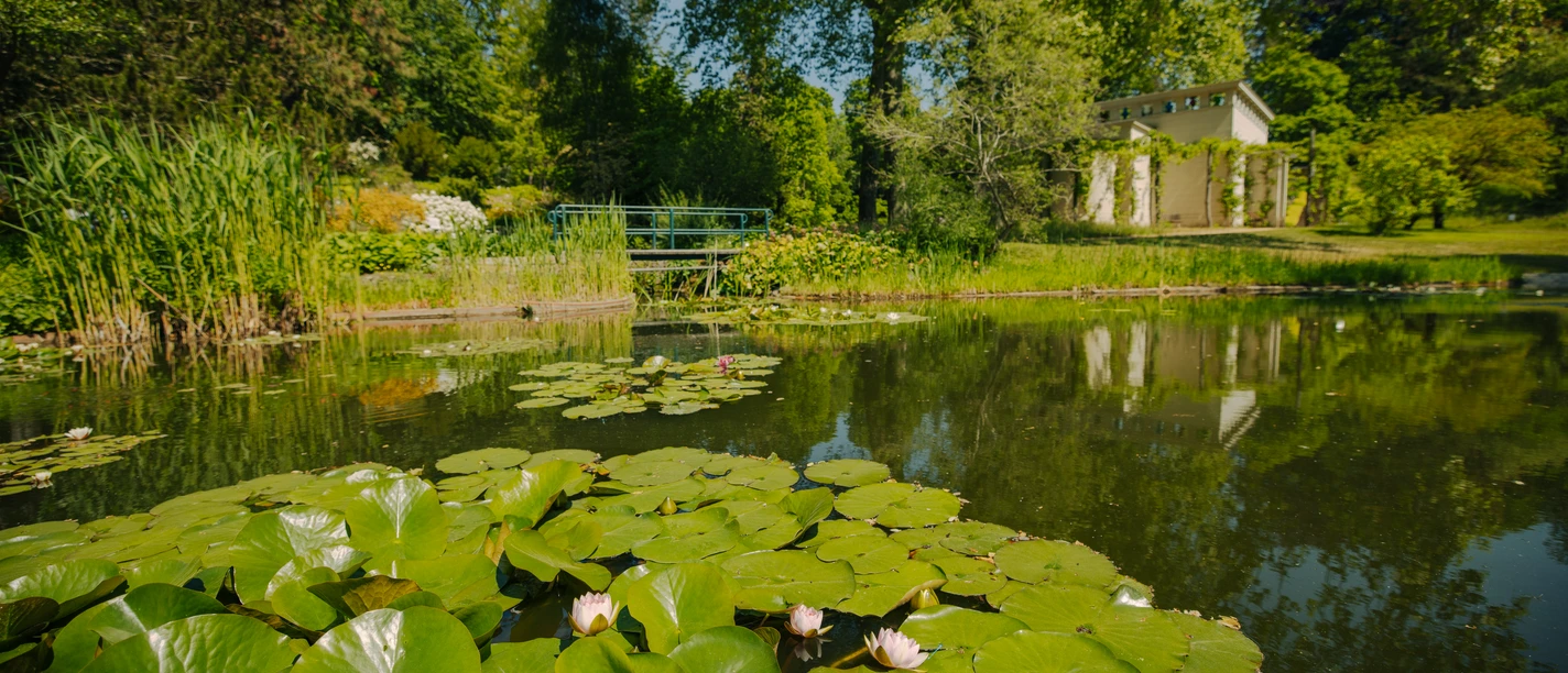 Botanischer Garten Potsdam Teich im Botanischen Garten Potsdam
