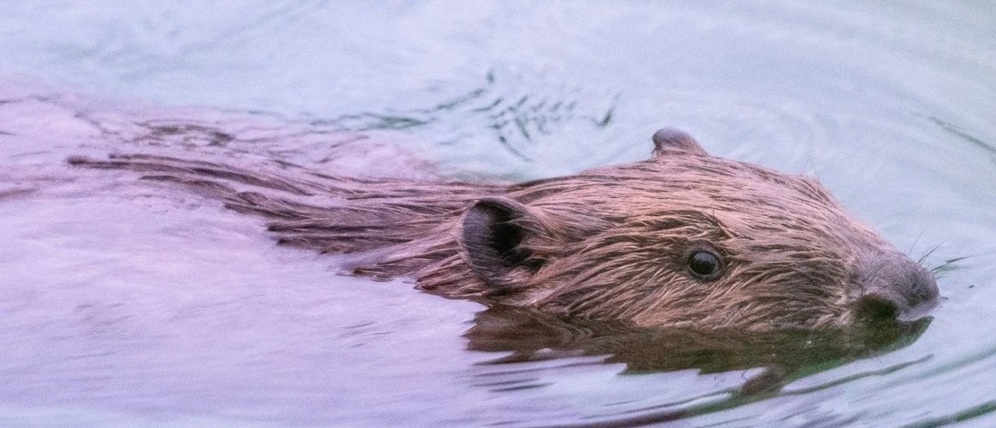 Biber in seinem Element_Foto_DieterMahsarski .jpg