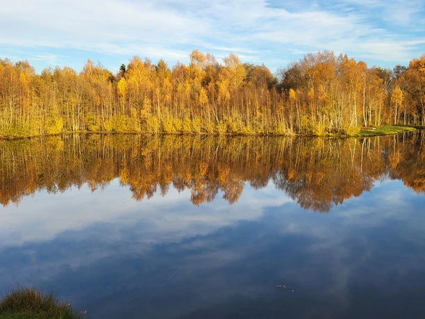 Blick vom Naturbeobachtungsturm am Raddesee, Sögel ©Naturpark Hümmling.jpg