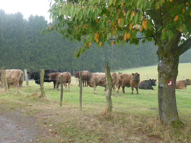 Kuhweide am Dörferweg