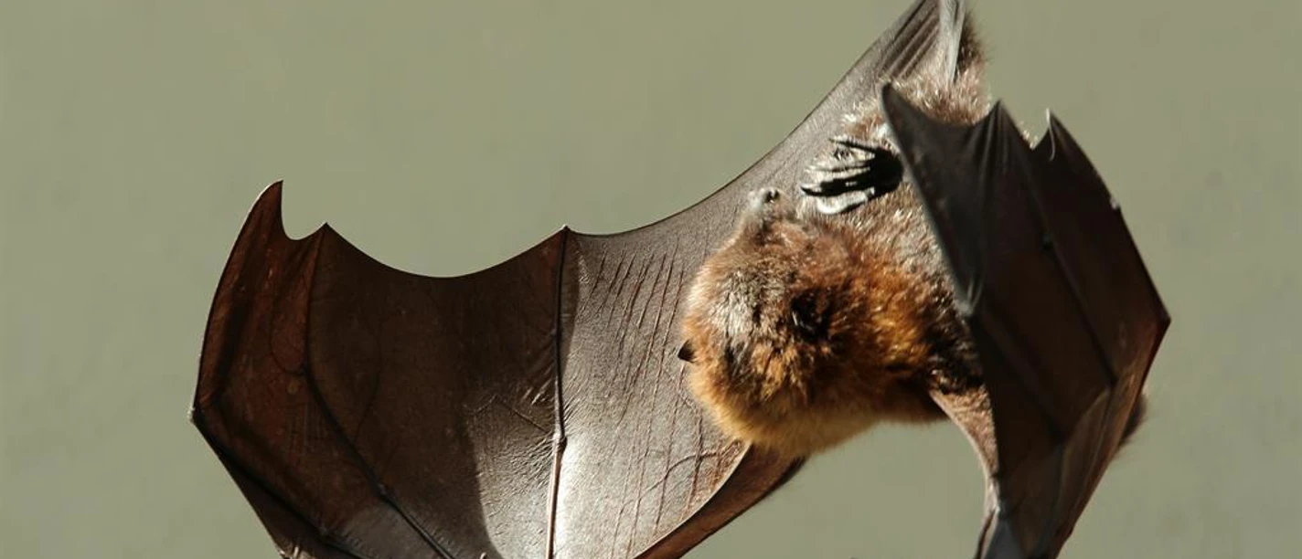 Fldermaus