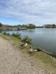 Gänse am Dorfteich in Wenningstedt