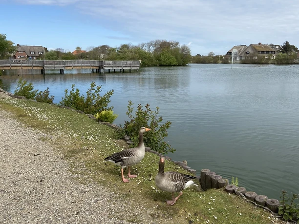 Gänse am Dorfteich in Wenningstedt