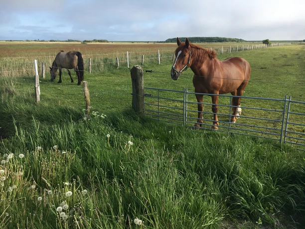 Pferde in den Tinnumer Wiesen