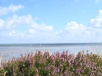 Braderuper Heide am Wattenmeer