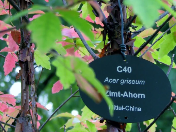 Baum-Rallye im Kurpark Gernsbach