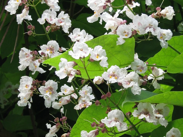Baum-Rallye im Kurpark Gernsbach