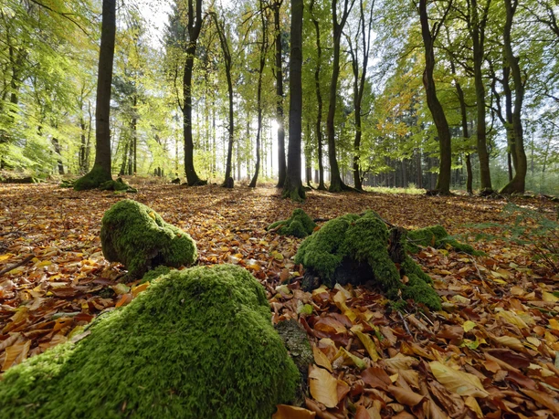 Herbstwald am Holter Berg Herfstachtig loofbos op de Holter Berg met een kleurrijk bladerdak, een dicht bomenbestand en een vredige bossfeer in het TERRA.vita Natuur- en Geopark.
