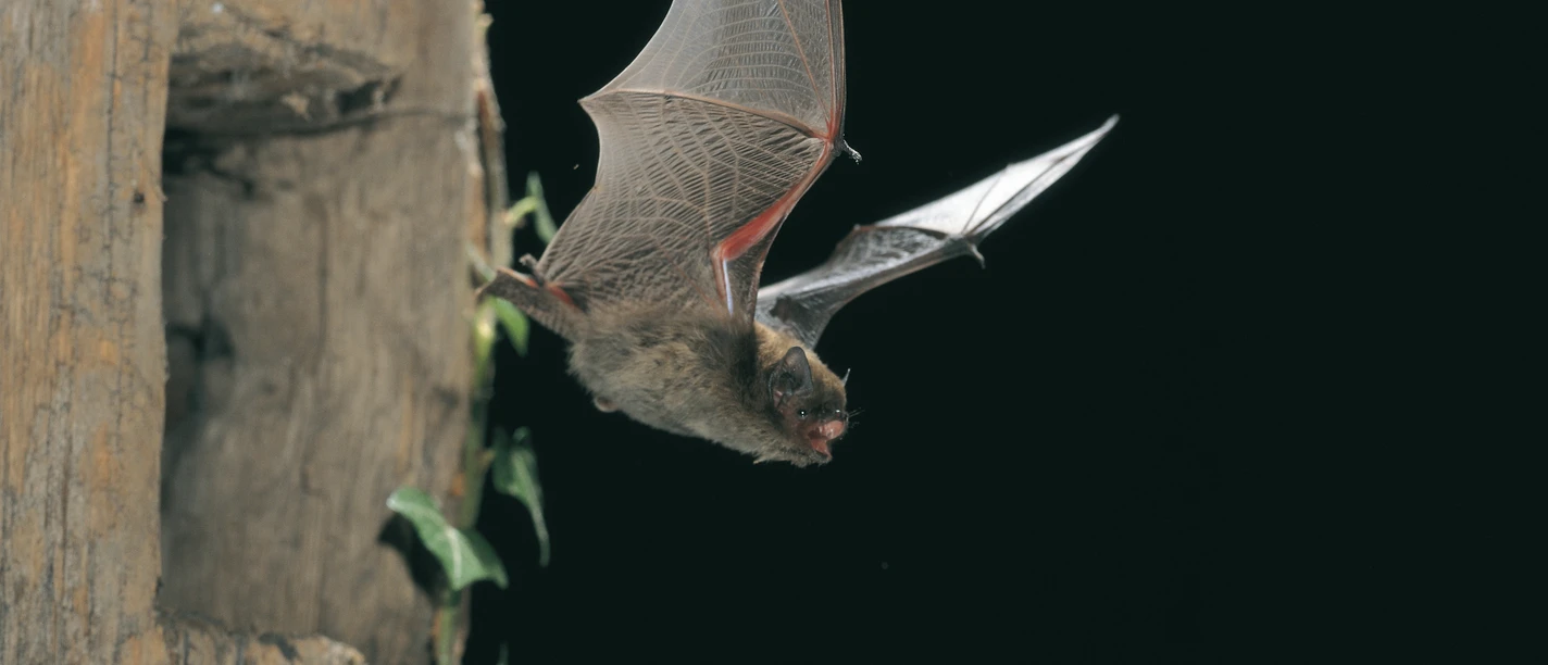 2026_08_29 Batnight _ NABU Dietmar Nill.jpg