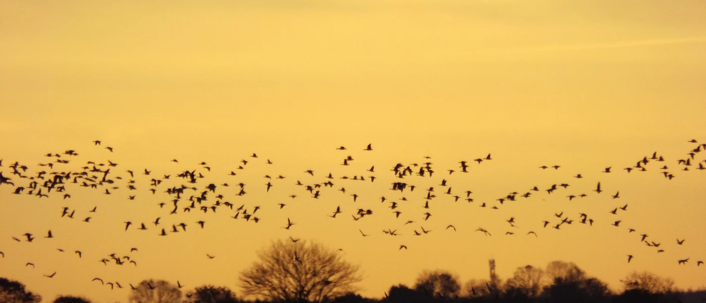 2026_12_13 _ Wintervogelführung _ F Mohrwinkel.JPG