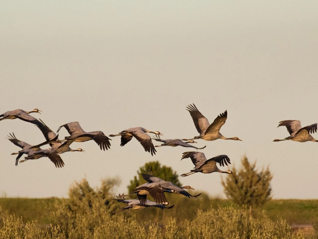 Vogelkundliche Moorbahnfahrt Fliegende Kraniche über dem Moor in warmem Abendlicht, Sinnbild für Natur und Freiheit.