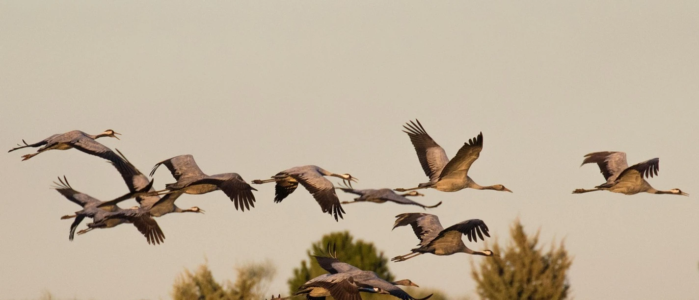Vogelkundliche Moorbahnfahrt Fliegende Kraniche über dem Moor in warmem Abendlicht, Sinnbild für Natur und Freiheit.