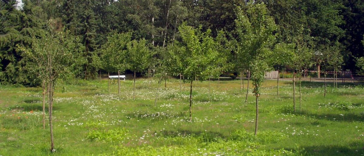 Obstbäume