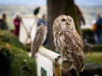 Greifvogel Eulen Schloss Wildegg © Museum Aargau