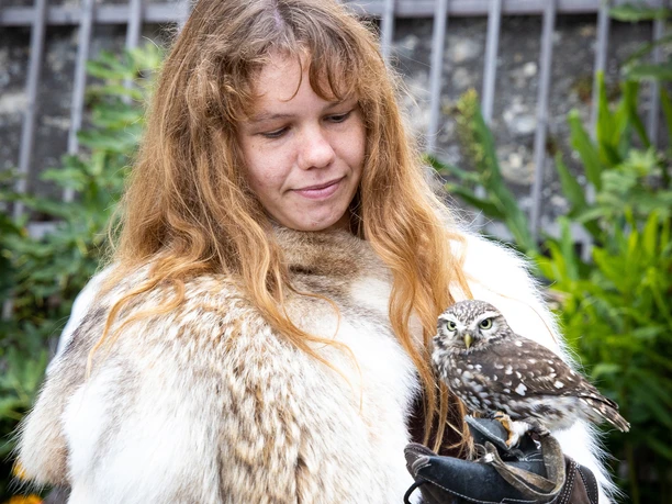 Greifvogel Eulen Schloss Wildegg © Museum Aargau