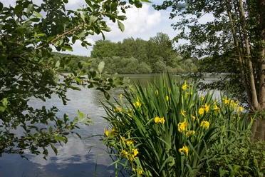 Idyllischer Blick auf den Sonnensee in Bissendorf