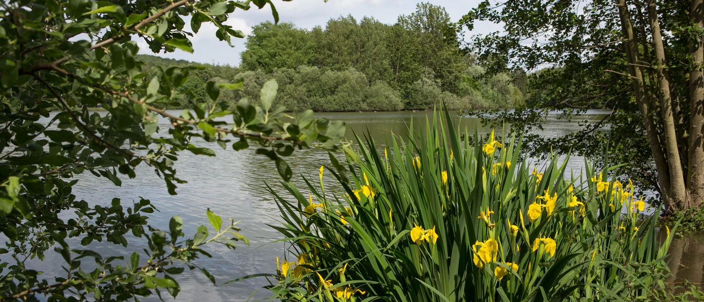 Idyllischer Blick auf den Sonnensee in Bissendorf