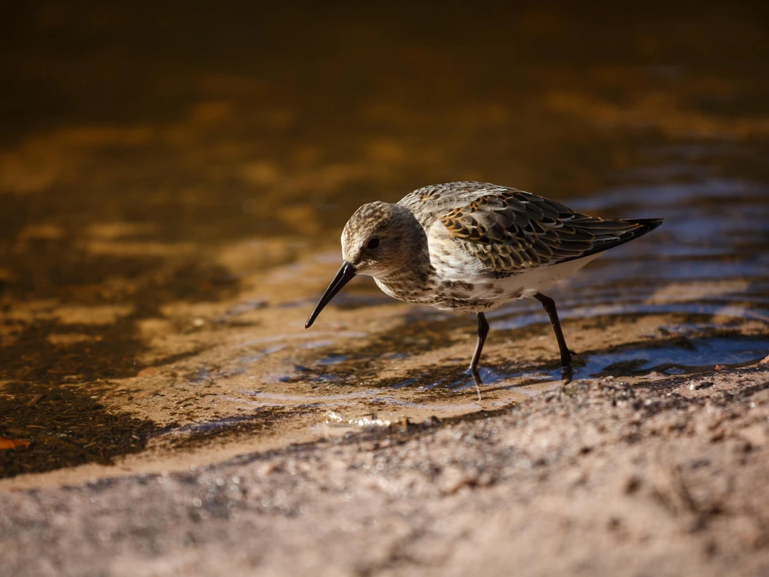 Vogel im Nationalpark Schwarzwald
