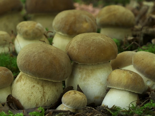 Sommersteinpilze, Boletus reticulatus