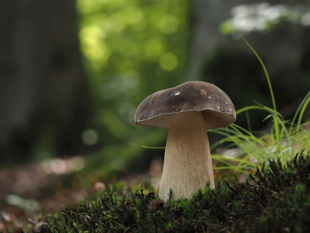 Bronzeröhrling, Boletus aereus