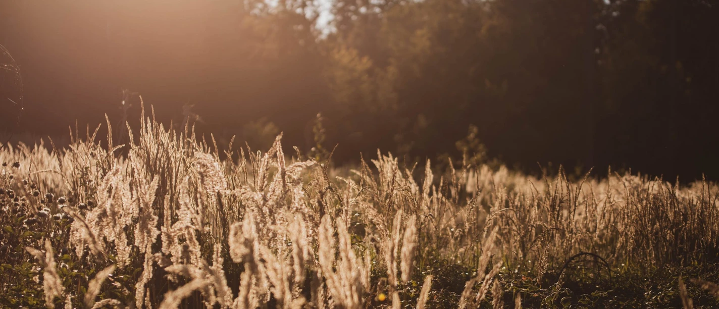 Abendstimmung im heimischen Wald, Luckas Jaeckel