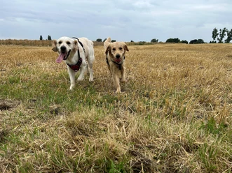 Zwei Hunde laufen fröhlich über ein trockenes Feld. Der Himmel ist bewölkt und die Umgebung ist weitläufig.