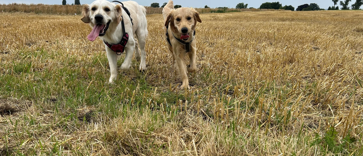 Zwei Hunde laufen fröhlich über ein trockenes Feld. Der Himmel ist bewölkt und die Umgebung ist weitläufig.