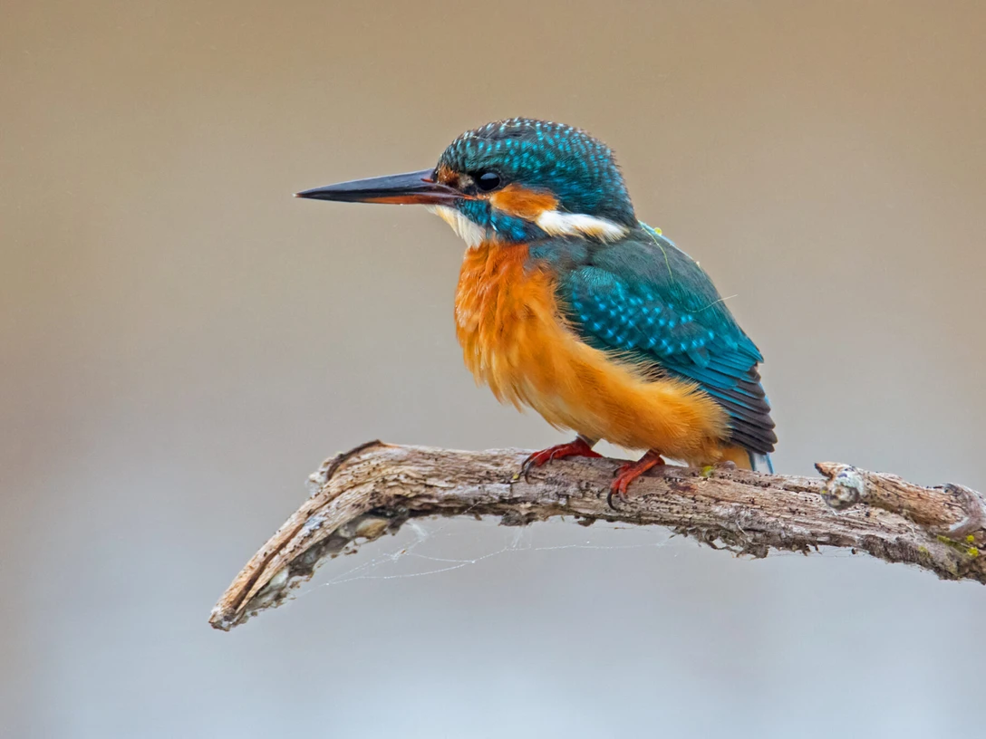 Eisvogel Champ Pittet VD CH copiright FritzSigg