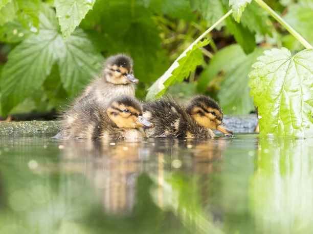 Krickente Voliere (c) Burkhardt Marcel