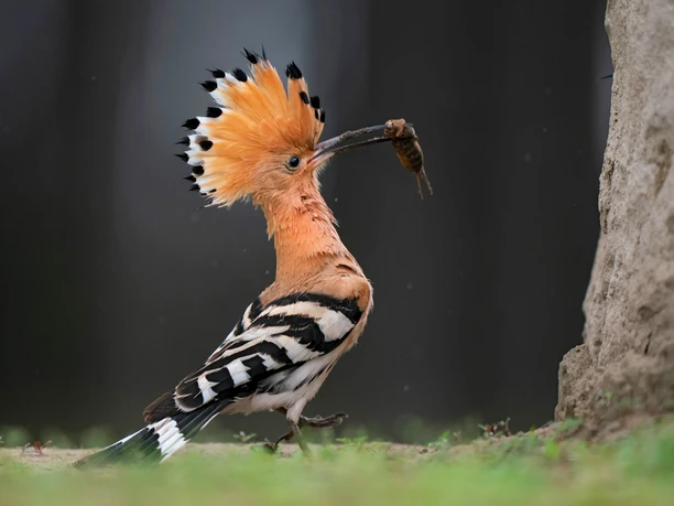 Wiedehopf (c) Burkhardt Marcel