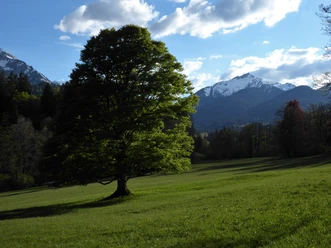 Freistehende Buche im Schlosspark Linderhof mit Blick auf verschneite Scheinbergspitze Foto Klaus Pukall.JPG