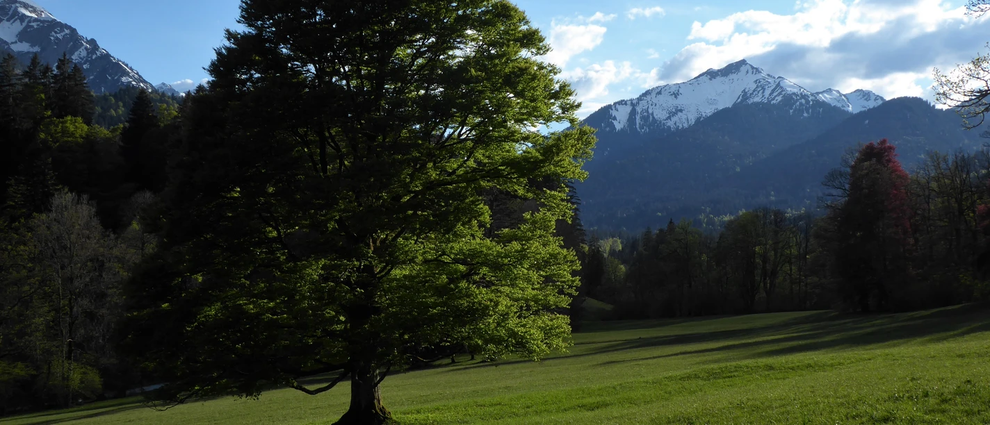 Freistehende Buche im Schlosspark Linderhof mit Blick auf verschneite Scheinbergspitze Foto Klaus Pukall.JPG