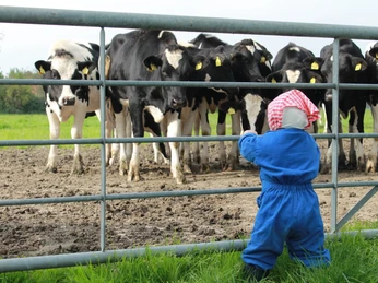 Jella mit den Kühen.JPG